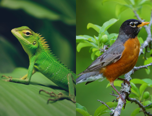 Animals and Birds