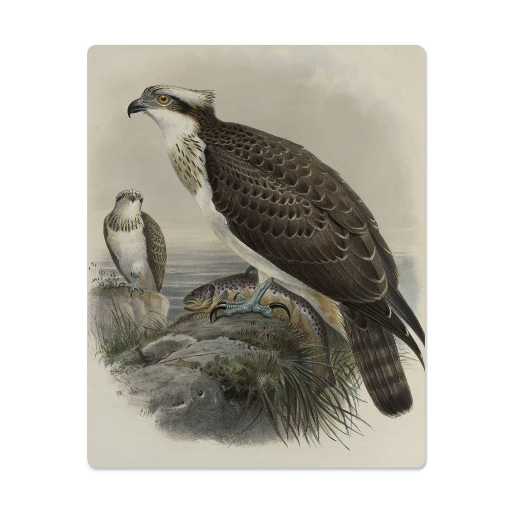 British Osprey From A Print-Metal Art Print - YERTIZZ.COM