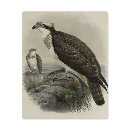 British Osprey From A Print-Metal Art Print - YERTIZZ.COM