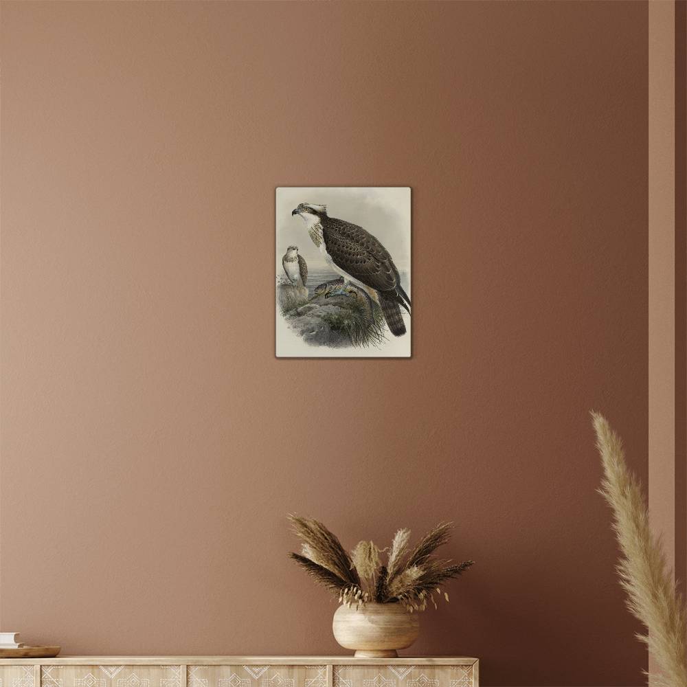 British Osprey From A Print-Metal Art Print - YERTIZZ.COM