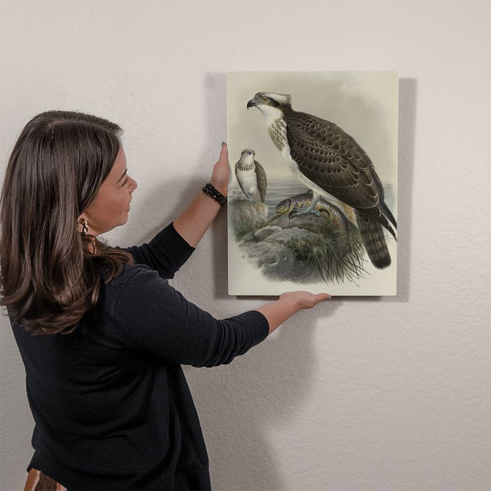 British Osprey From A Print-Metal Art Print - YERTIZZ.COM