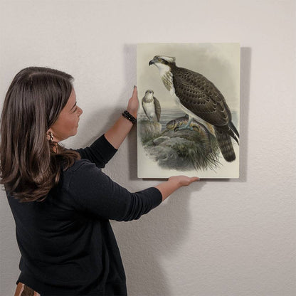 British Osprey From A Print-Metal Art Print - YERTIZZ.COM