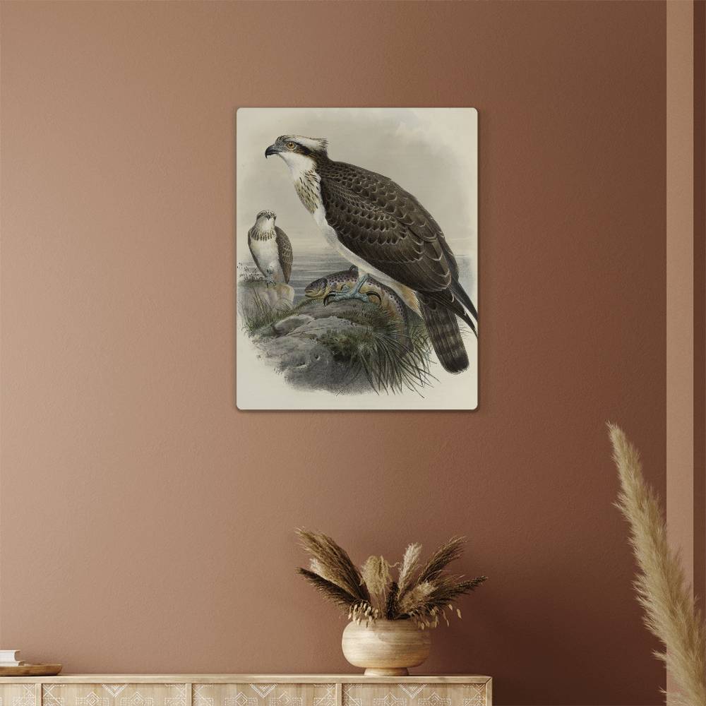 British Osprey From A Print-Metal Art Print - YERTIZZ.COM