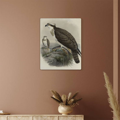 British Osprey From A Print-Metal Art Print - YERTIZZ.COM