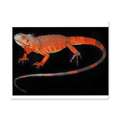 Red Iguana, Hi Gloss Metal Wall Art Print - YERTIZZ.COM